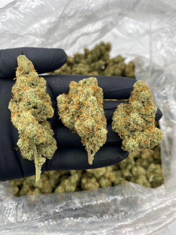 JACK HERER 1 LB